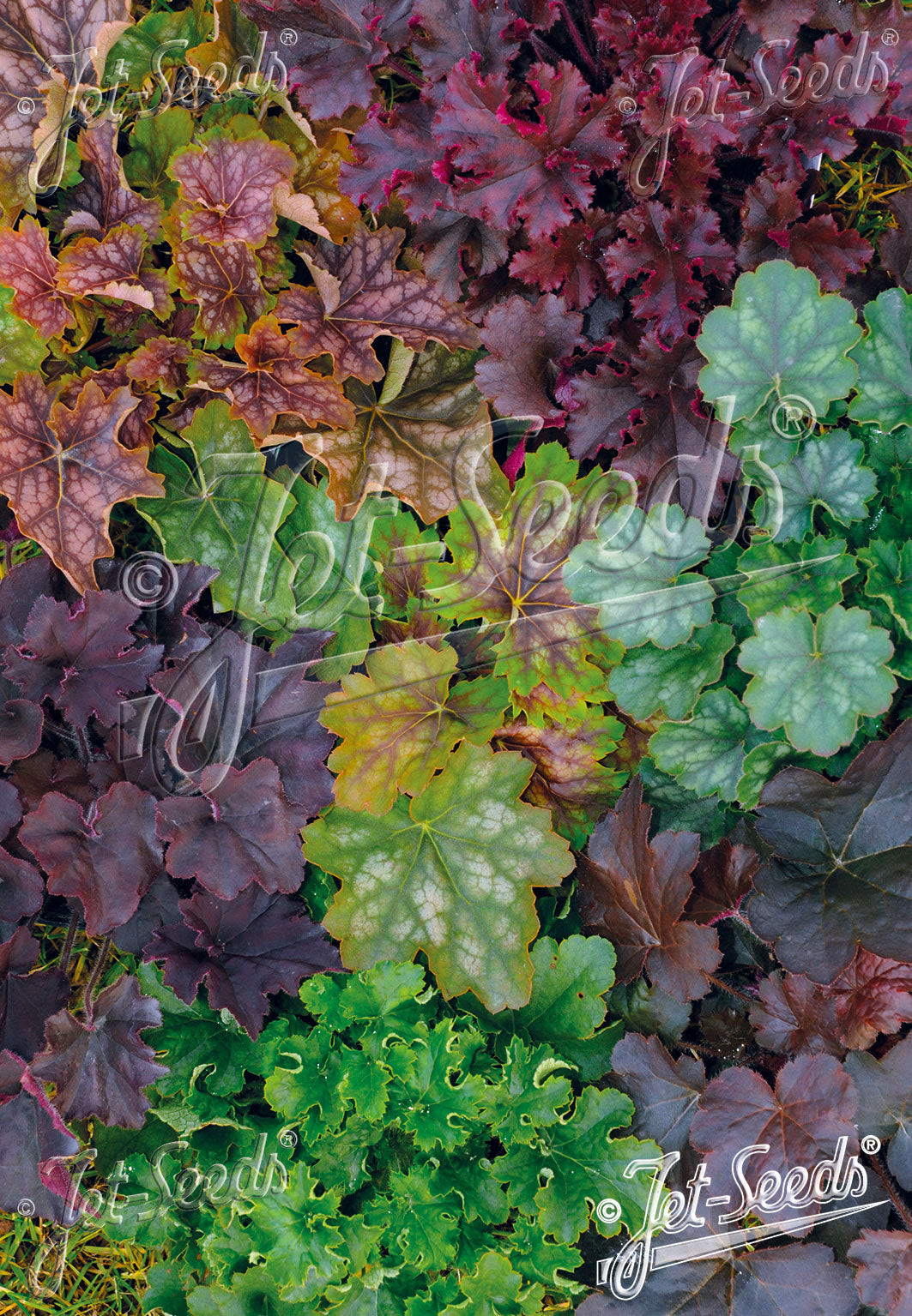 HEUCHERA (H.americana x villosa x H.micrantha) Newest Hybr.