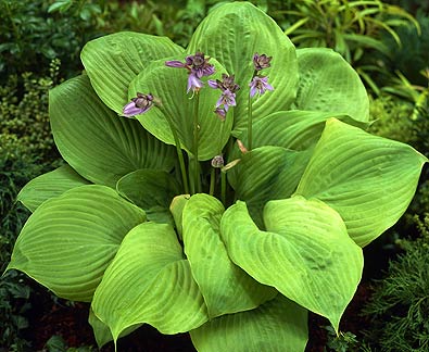 Hosta 'Sum and Substance'