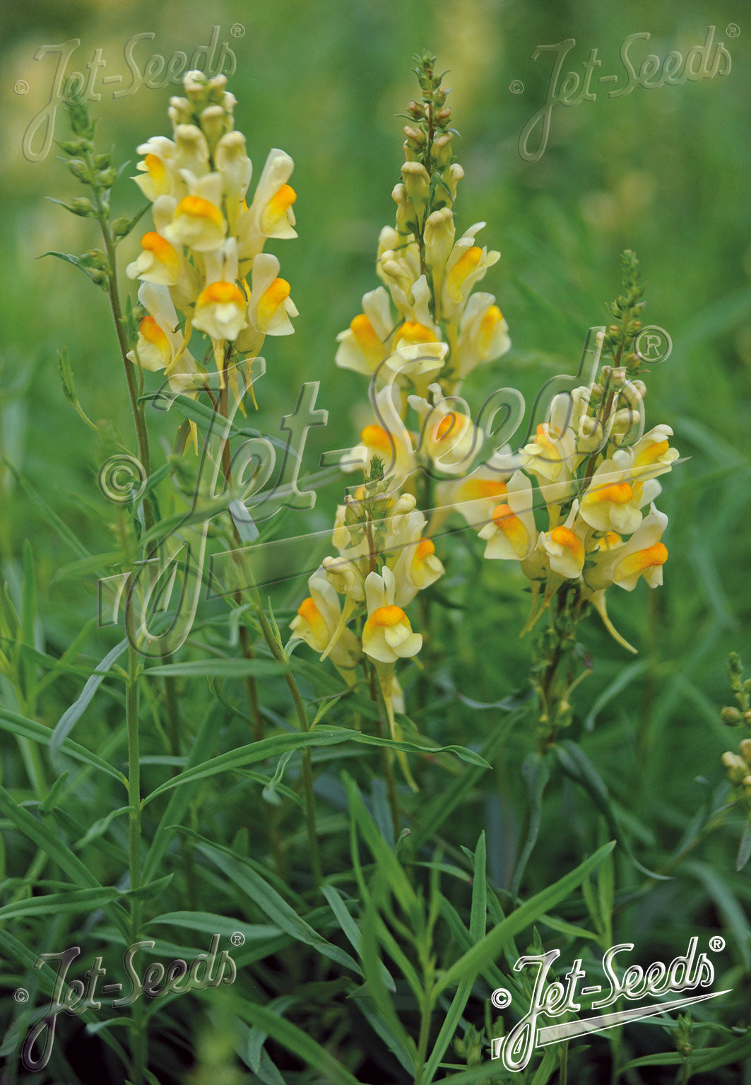 LINARIA vulgaris