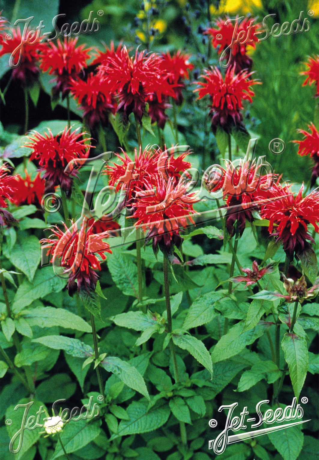Monarda didyma Goldmelisse