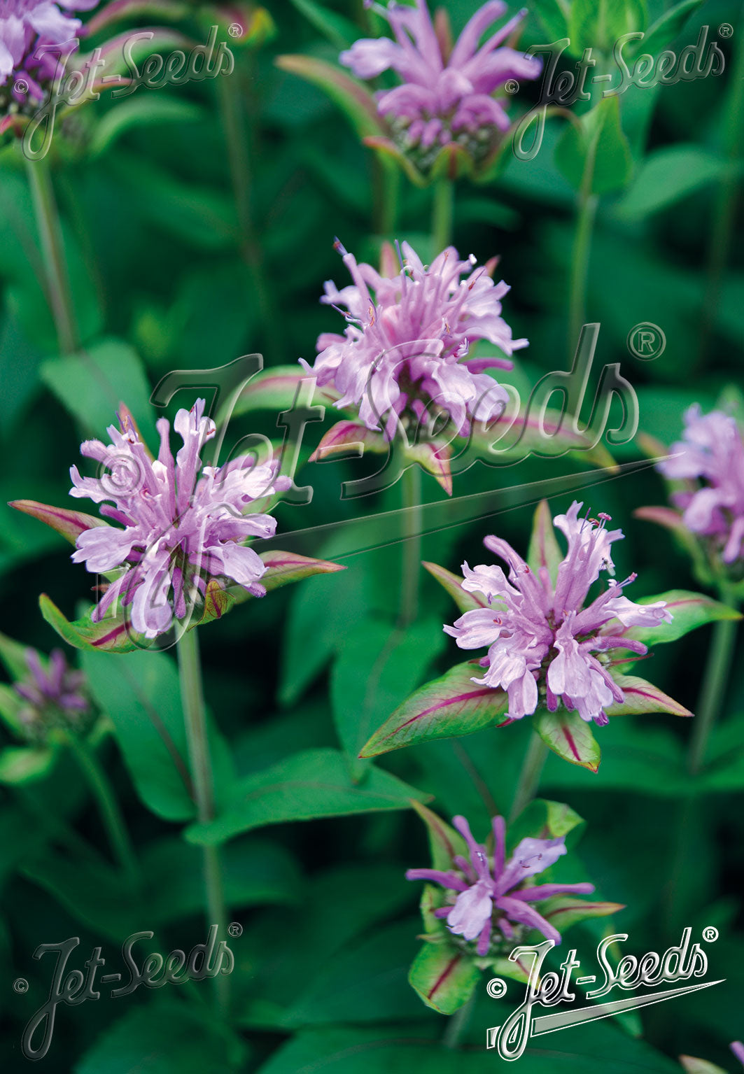 Monarda fistulosa