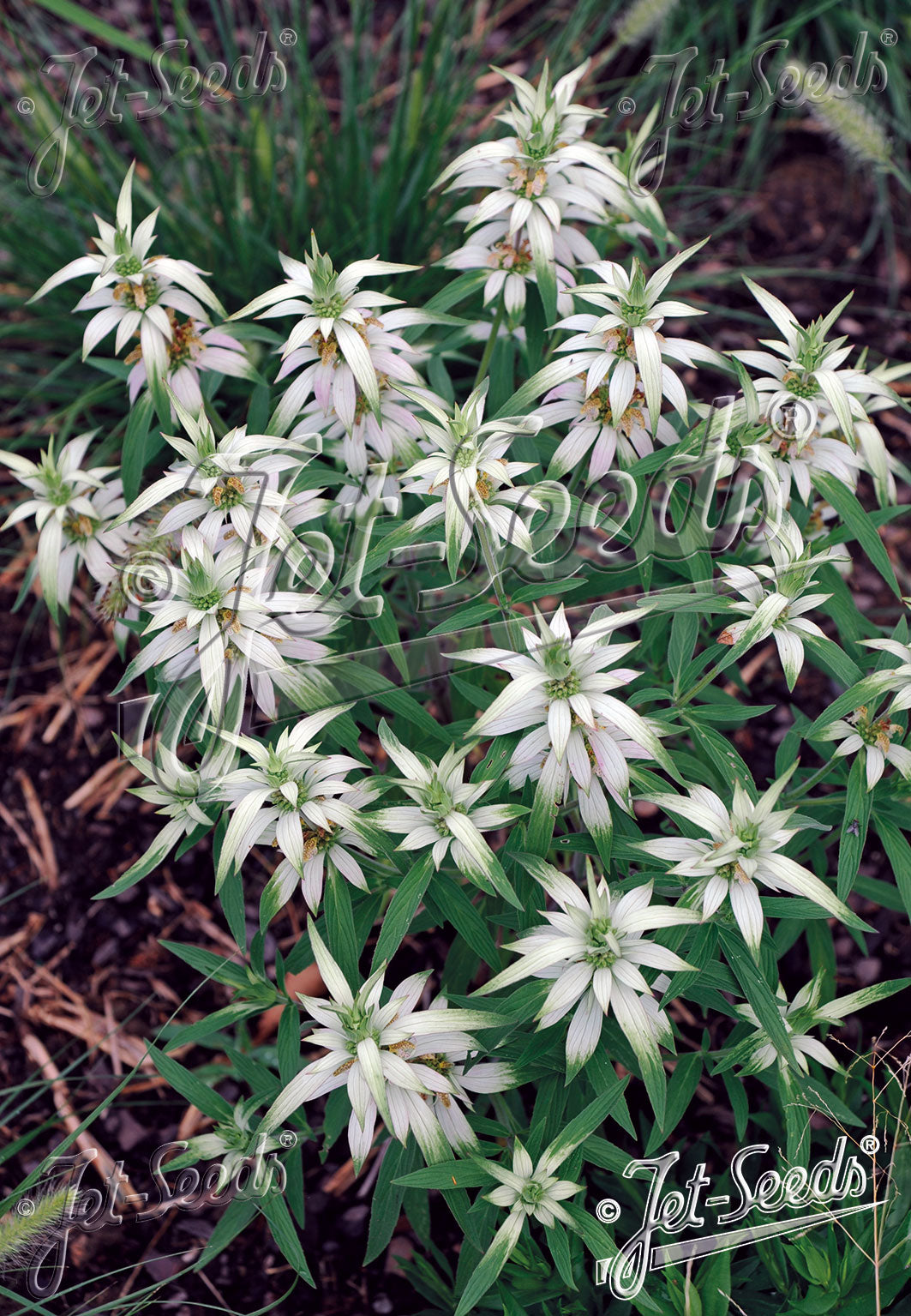 Monarda punctata
