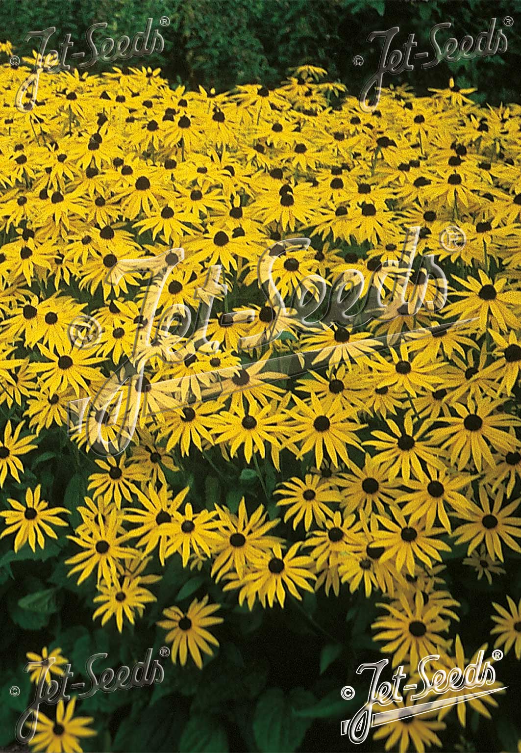 RUDBECKIA fulgida var. sullivantii 'Goldsturm' - Black eyed susan