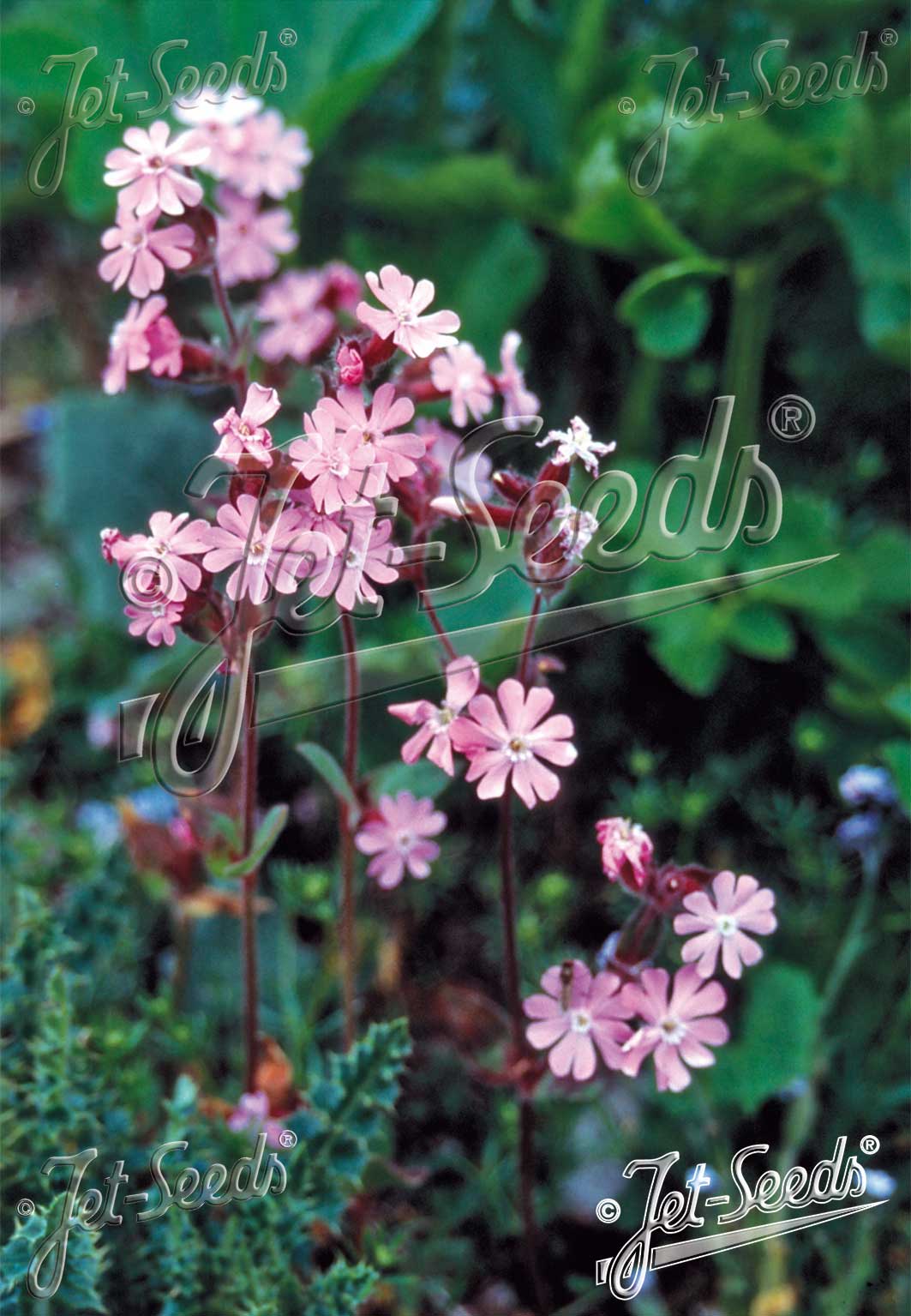 Silene Dioica