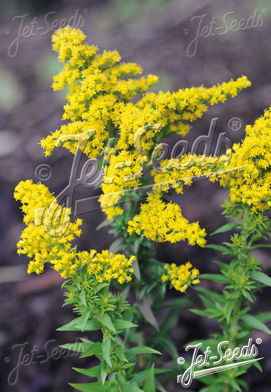SOLIDAGO canadensis 'Little Miss Sunshine'