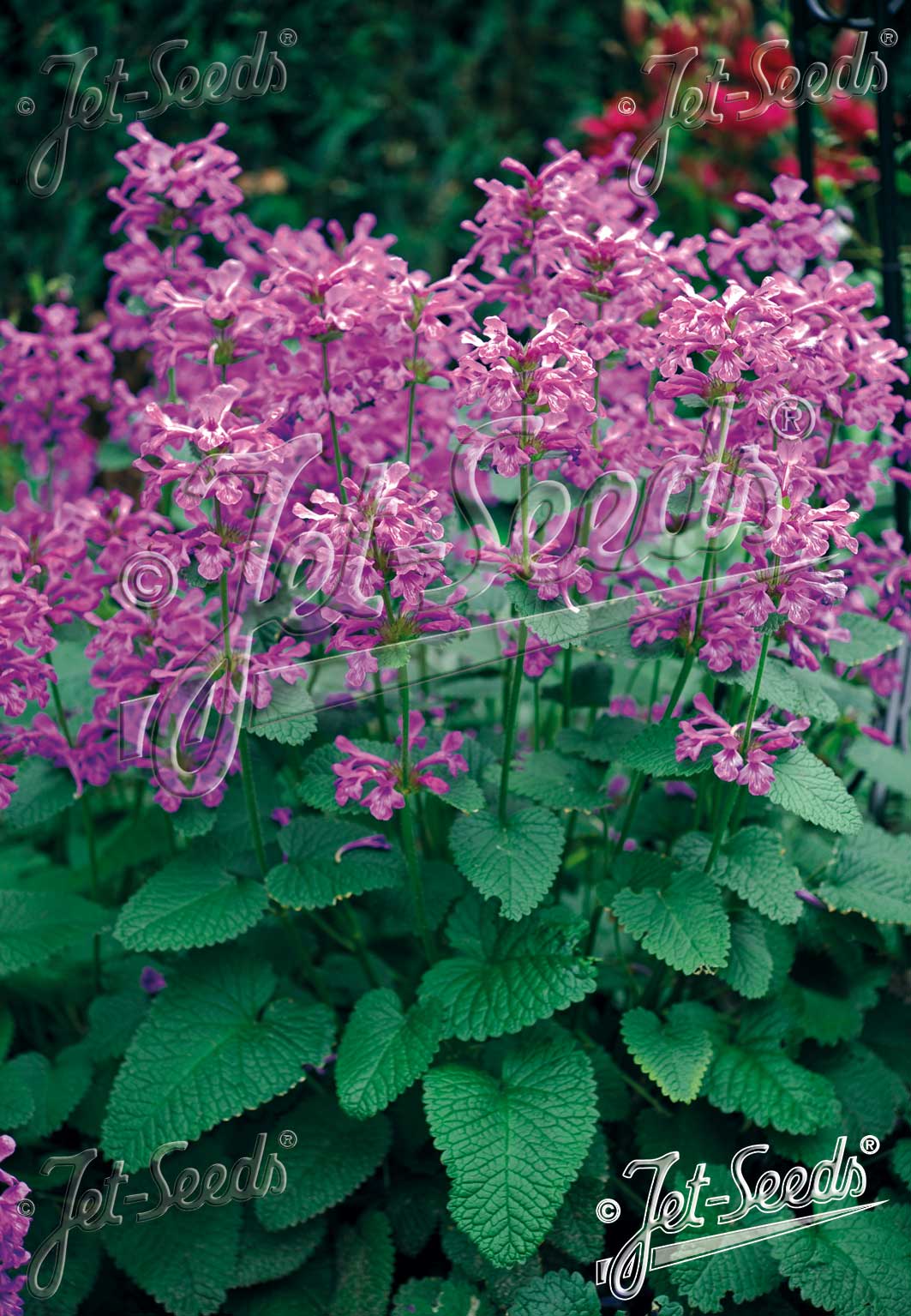 STACHYS macrantha BETONICA grandiflora
