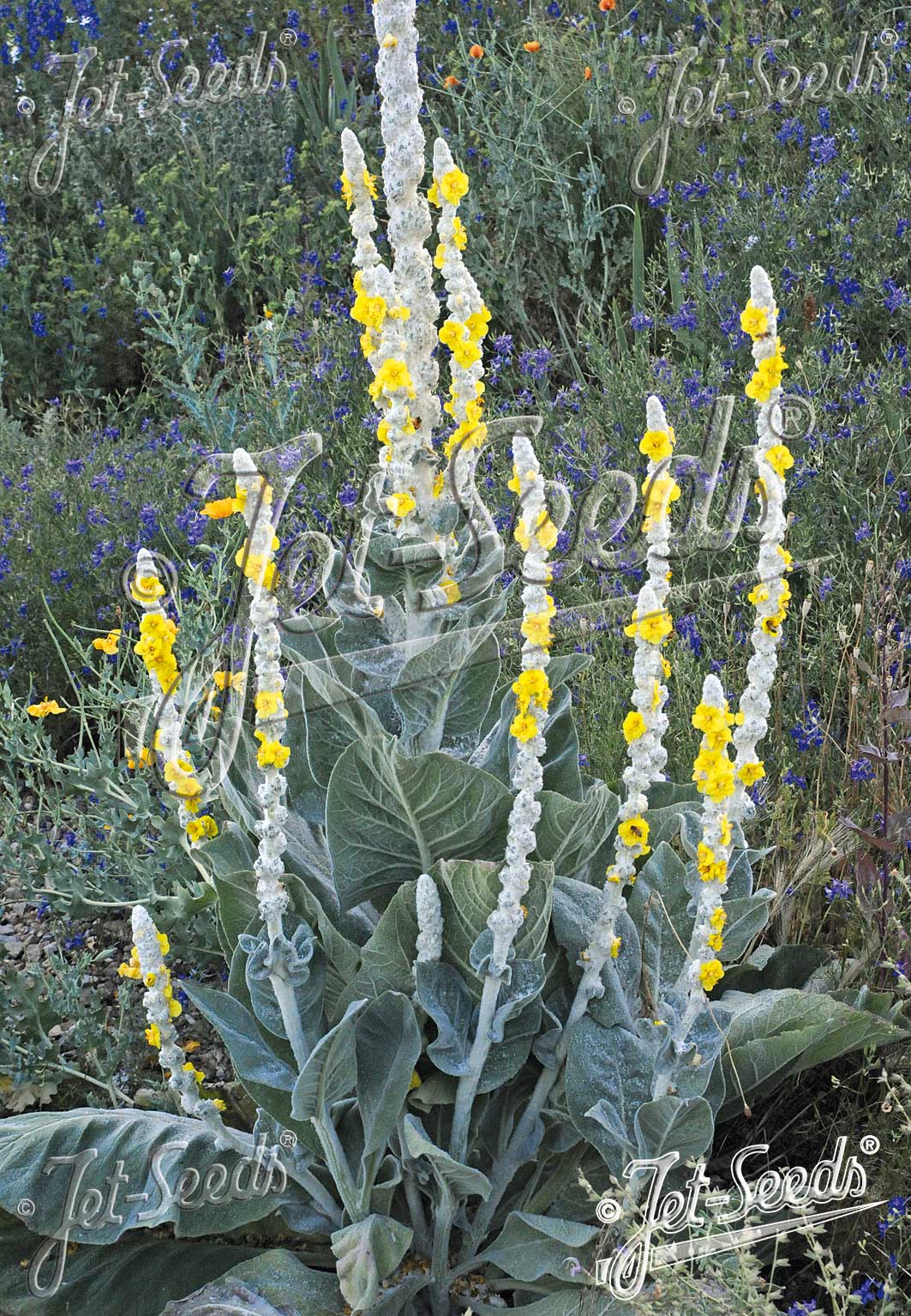 Verbascum Polar Summer