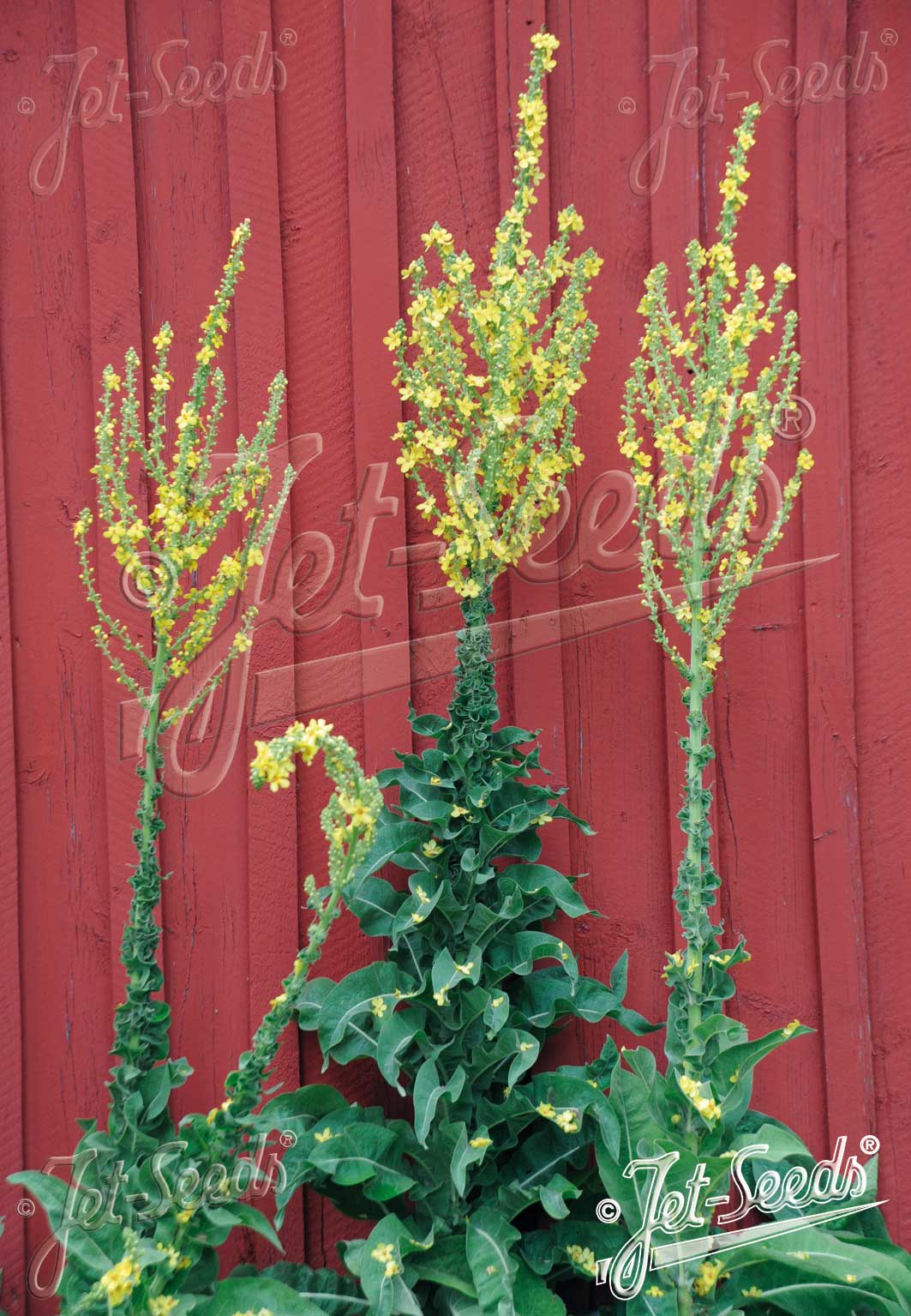 VERBASCUM olympicum