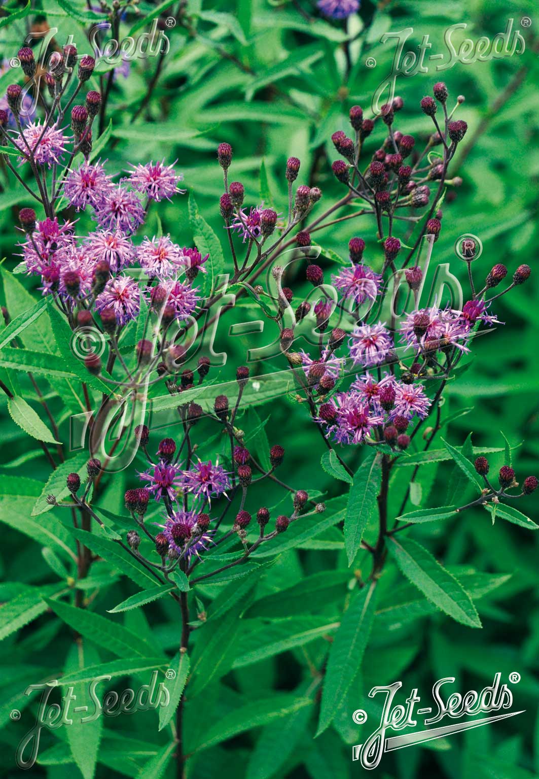 VERNONIA arkansana