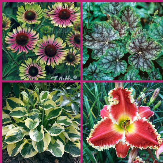 Five for sun, five for shade: the beginner's no-fail perennial starter garden