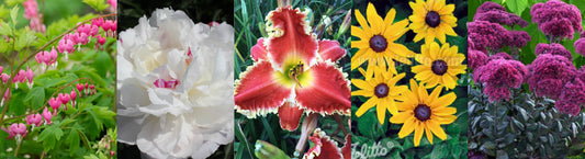Blooming All Season: 12 Perennials That Shine May to October in Zone 4