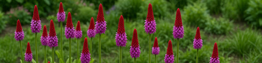 What are hardiness zones—and why they matter to Canadian gardeners