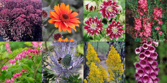 Easy sun perennials for beginners for season-long colour in Zone 4