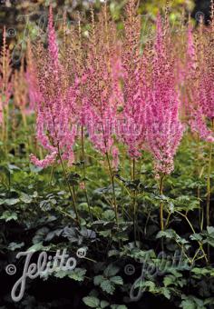 Astilbe: A shade-loving perennial that brings color and elegance