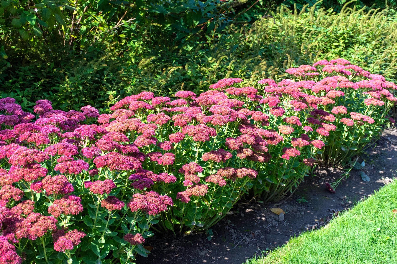 Sedum: The Perfect Blend of Beauty and Resilience for Your Garden