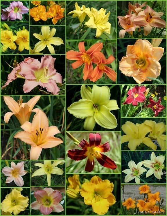 Hemerocallis: Day lily the perfect for effortless beauty and versatility