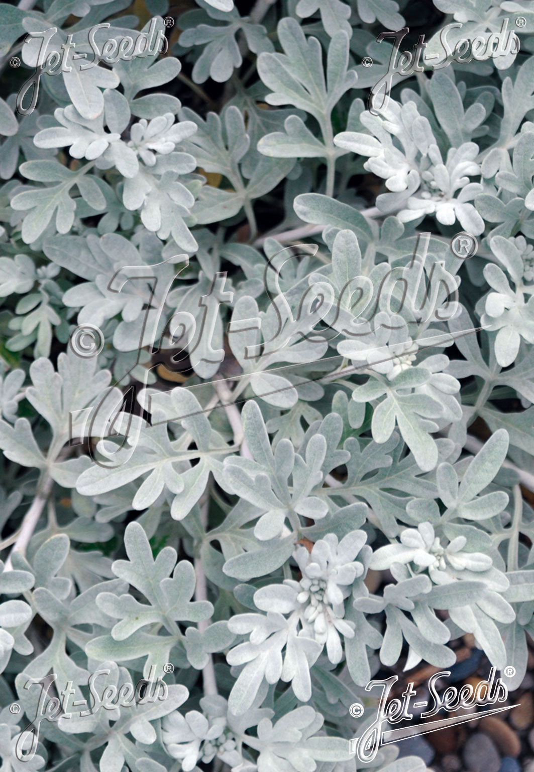 ARTEMISIA stelleriana 'Mori's Strain'