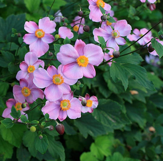 Anemone hupehensis September Charm (Japanese Anemone)