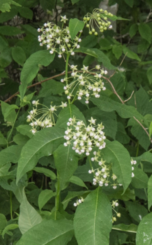 Asclepias exaltata (Poke Milkweed)