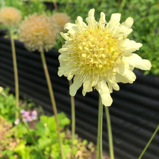 Cephalaria gigantea (Giant Scabious)