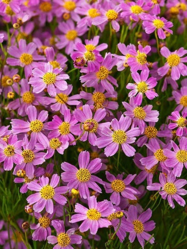 Coreopsis Rosea