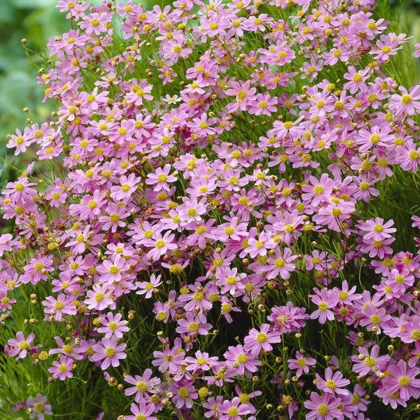 Coreopsis Rosea