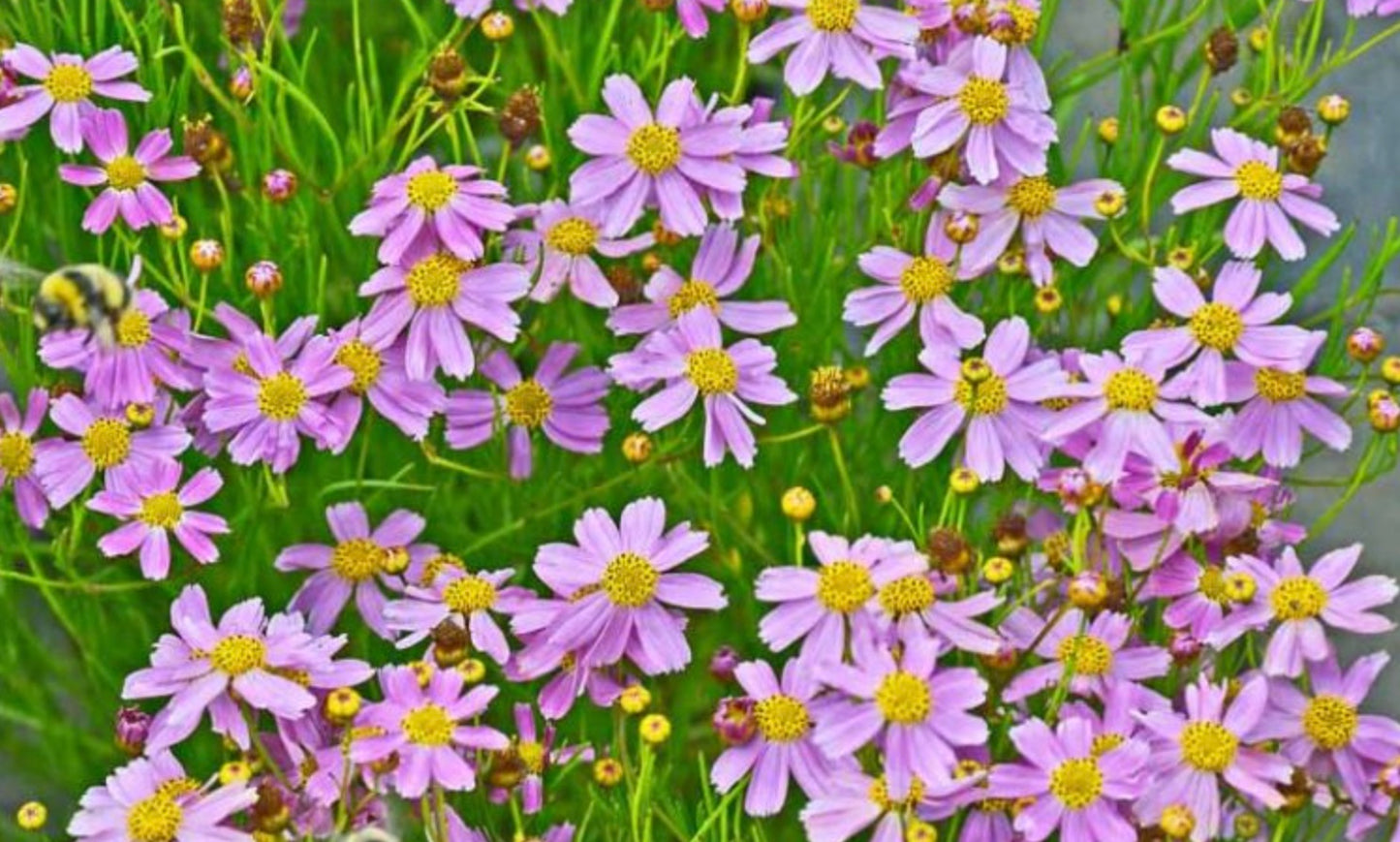 Coreopsis Rosea