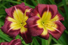 Hemerocallis-Daylily 'Night Beacon'