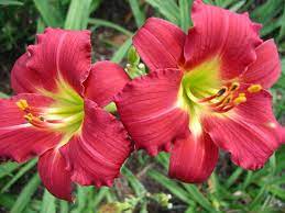 Hemerocallis-Daylily  Ruby Stella