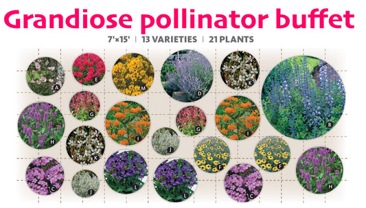 Grandiose pollinator buffet – $249/21 plants