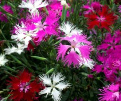 Dianthus Superbus Large Flowered Hybrida