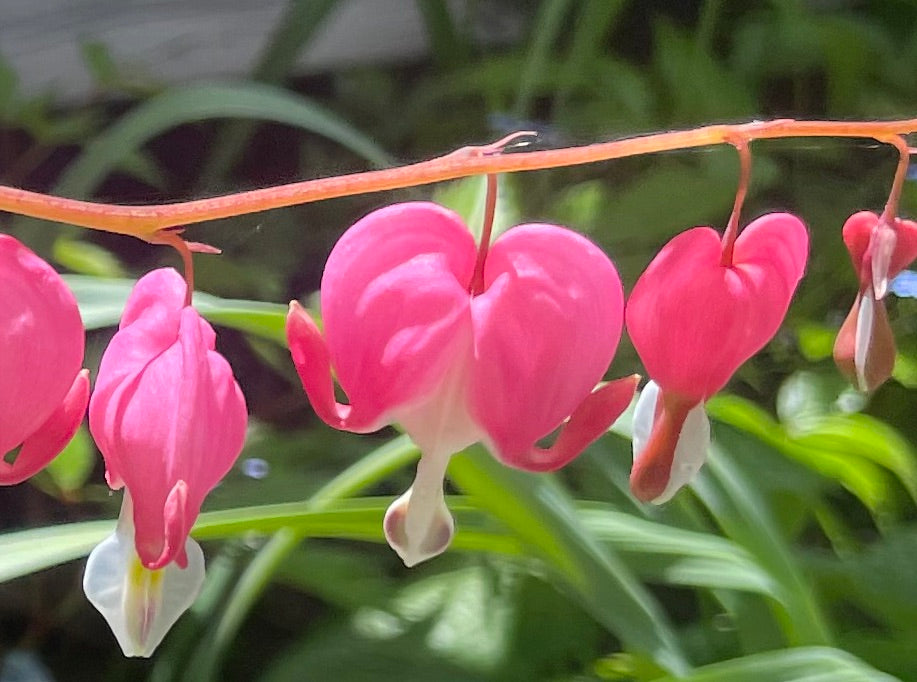 Dicentra Spectabilis