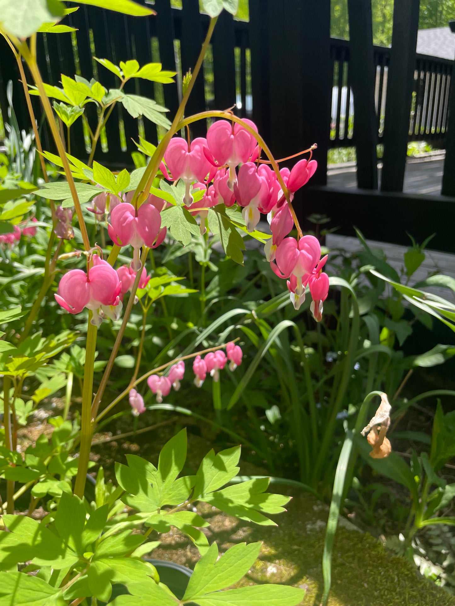Dicentra Spectabilis