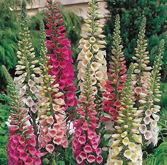 Digitalis purpurea Dwarf Foxy