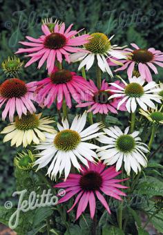 Echinacea purpurea 'Lustre Hybr.'