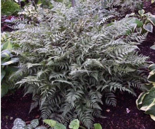 Fern Athyrium Ghost