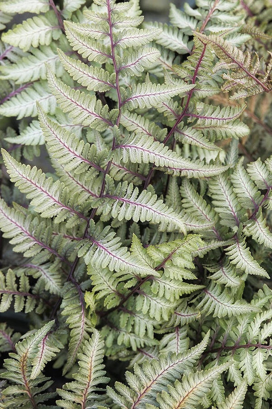 Fern Athyrium Godzilla
