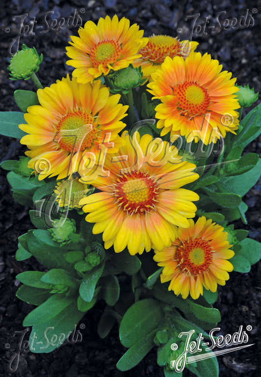 Gaillardia Arizona Apricot