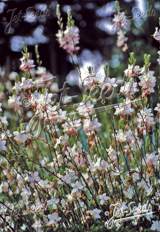 Gaura lindheimeri Summer Breeze