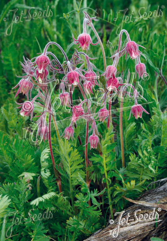 Geum triflorum - Prairie smoke