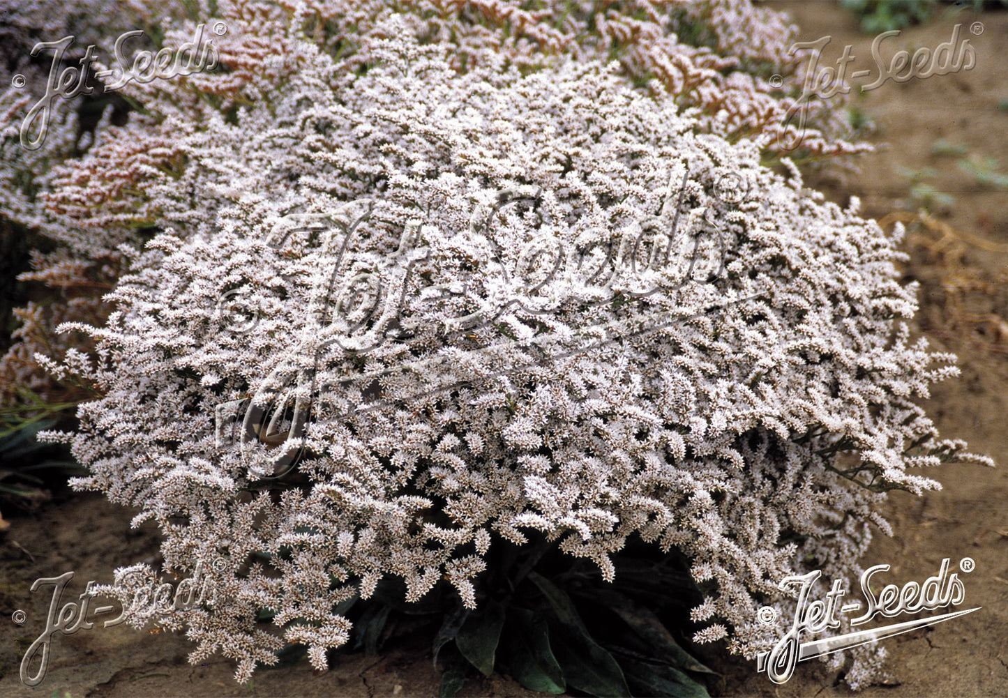 GONIOLIMON tataricum