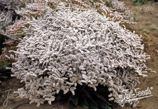 GONIOLIMON tataricum