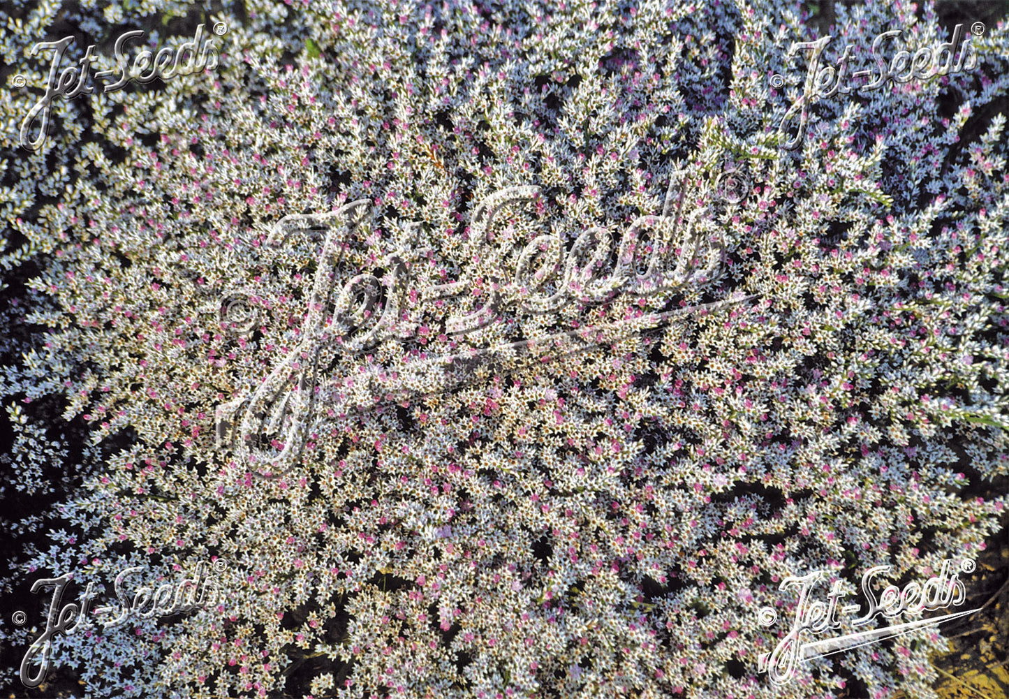 GONIOLIMON tataricum