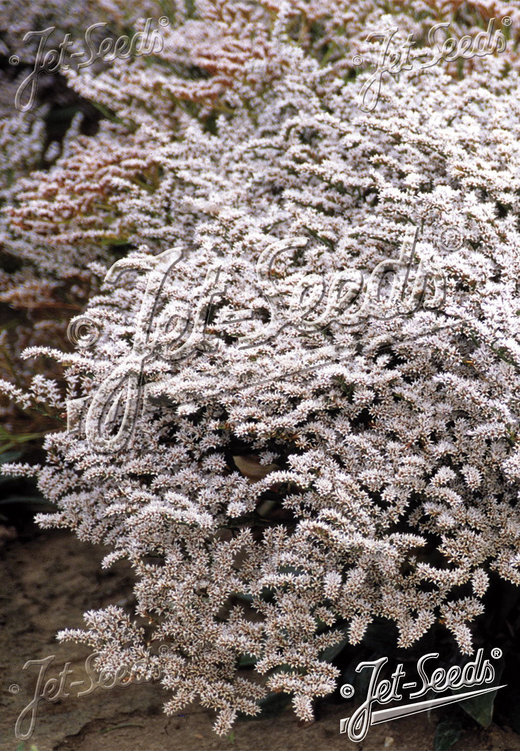 GONIOLIMON tataricum