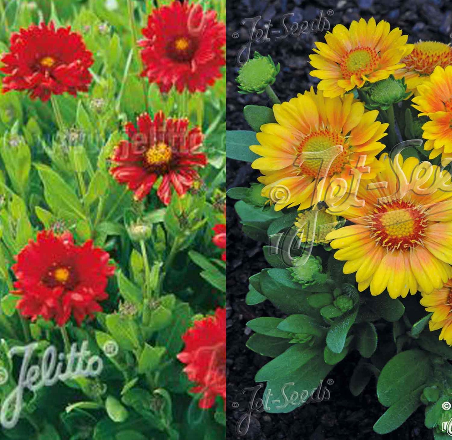 Gaillardia aristata 'Burgunder'/Arizona Apricot mix