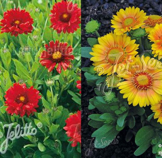 Gaillardia aristata 'Burgunder'/Arizona Apricot mix