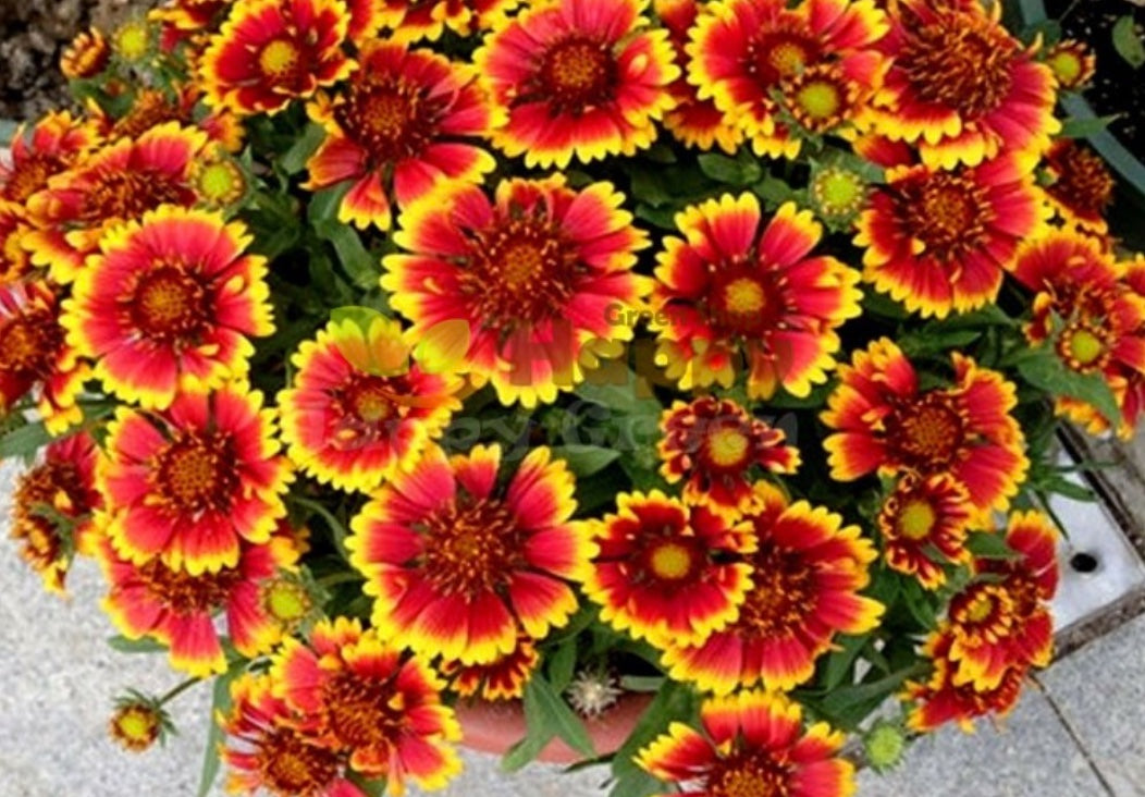 Gaillardia Aristata Nana (Dwarf)