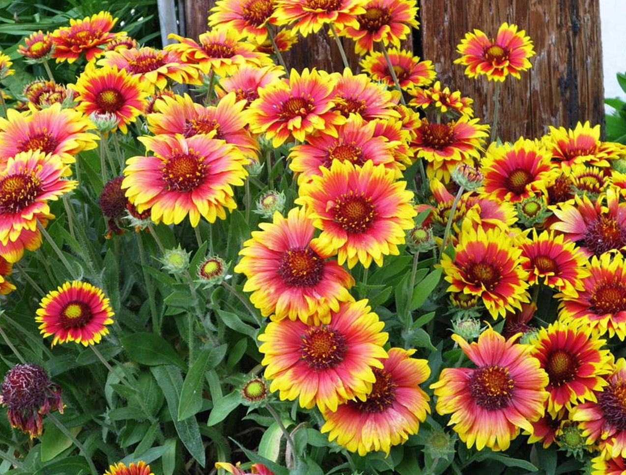 Gaillardia Aristata mixed