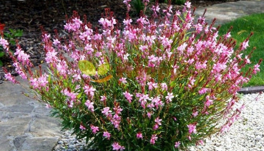 Gaura Lindheimeri Bee Blossom Rosy White