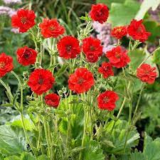 Geum 'Mrs. J. Bradshaw' (Avens)